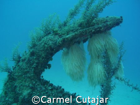 Squid eggs with anchor by Carmel Cutajar 