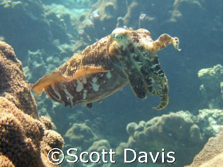 Cuttle fish posing in shallow water, beautiful suject in ... by Scott Davis 