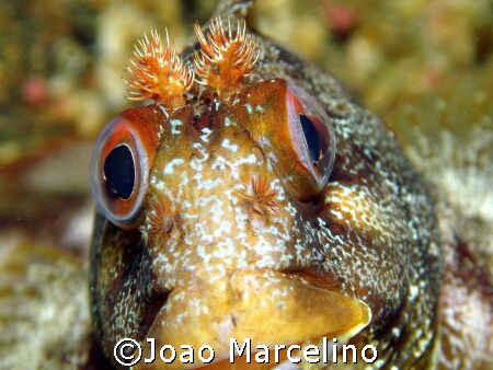 Face to face, eye into eye. by Joao Marcelino 