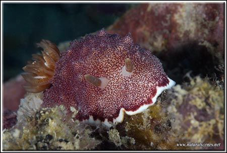 Please tell me your name? Are you a reticulated chromodor... by Yves Antoniazzo 