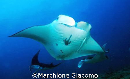 Run Run Manta: Nikon D200 , two strobo, !2/24 lens , Seac... by Marchione Giacomo 