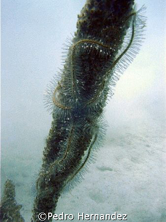 Sponge Brittle Star,Humacao, Puerto Rico by Pedro Hernandez 