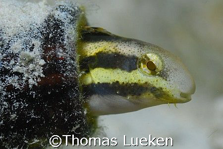 drunken fish? by Thomas Lueken 