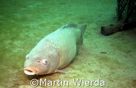 Sea & Sea DX5000G with Flash
Neufelder See - Local Lake ... by Martin Wierda 