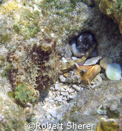 Holding hands! I came upon this scene in very shallow wat... by Robert Sherer 