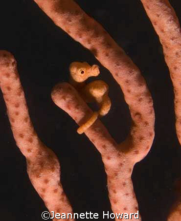 Pygmy Sea horse   Solomon Islands.......wow these guys ar... by Jeannette Howard 