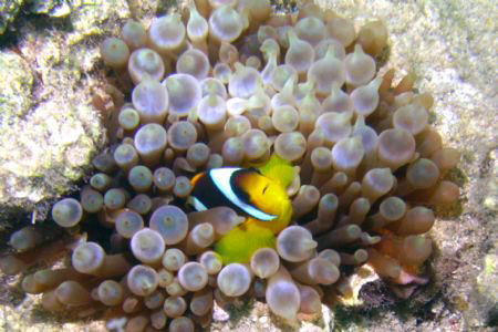 Clown Fish by Zvi Dershowitz 