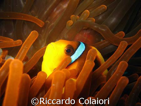 The Red Anemone - Sharm el Sheikh, Tiran with Canon Digit... by Riccardo Colaiori 