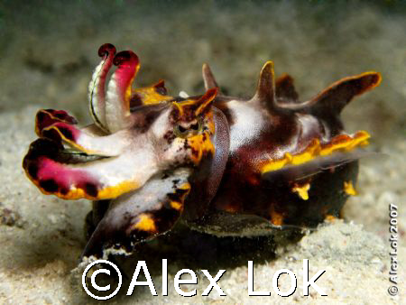Flambouyant Cutterfish by Alex Lok 