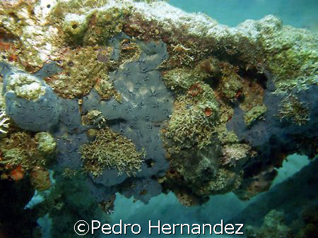 Star Encrusting Sponge,Crash Boat Aguadilla, Puerto Rico by Pedro Hernandez 