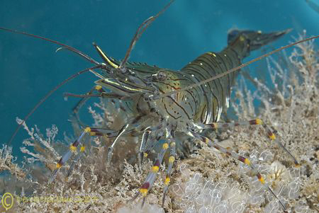 Common prawn. North Wales. D200, 60mm. by Derek Haslam 