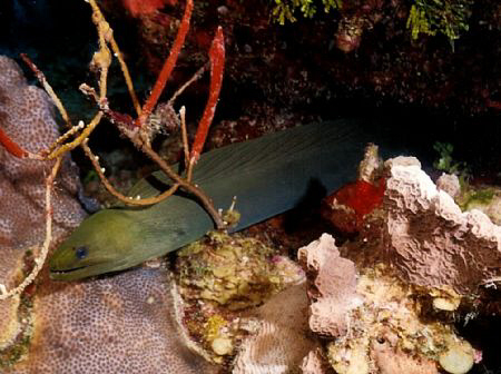 That's-a-Moray.   by Marylin Batt 