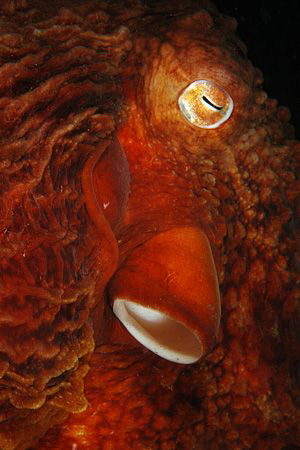 giant pacific octopus - hood canal, washington by Ig 88 