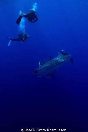 Divers with Whaleshark, at Brothers Island. NikonD70, nat... by Henrik Gram Rasmussen 