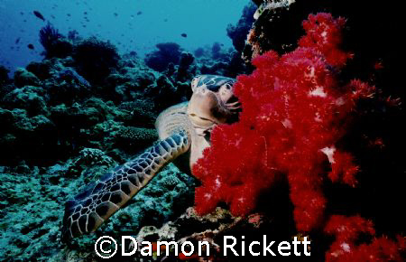 This was taken at drop off on Sipadan Island in Malaysia ... by Damon Rickett 
