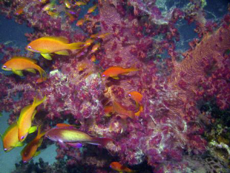 Red Sea Wonders by Zvi Dershowitz 
