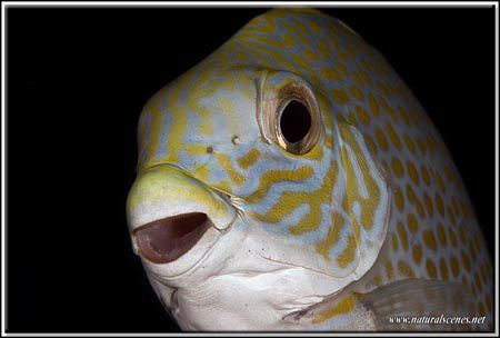 Close of a rabit fish D200/105 by Yves Antoniazzo 