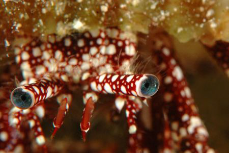 Eyes of crab.  Cozumel.  by David Heidemann 