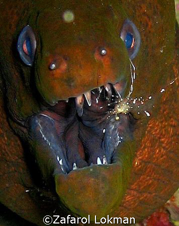 Eel morning tooth cleening...canon S80 by Zafarol Lokman 