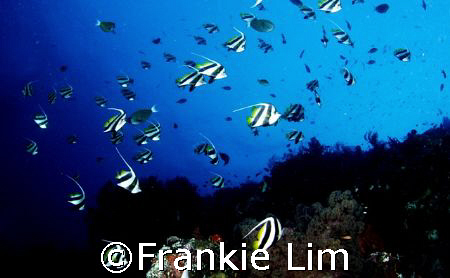 fishes by Frankie Lim 