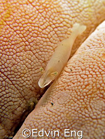 SeaStar Cruiser! Taken In Anilao With Canon S80. by Edvin Eng 