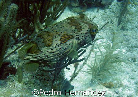 Balloonfish, Culebra, Puerto Rico by Pedro Hernandez 