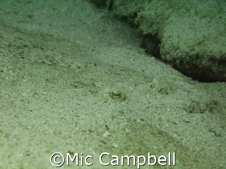 if you dont think this is an amazing camo picture then yo... by Mic Campbell 