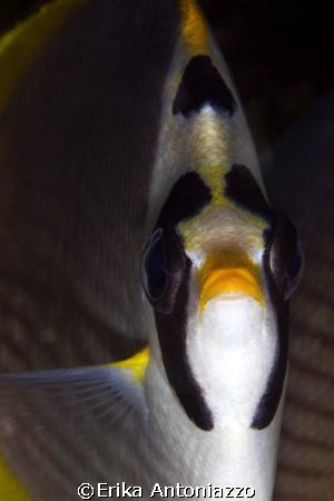 Butterfly fish in Tulamben, Bali, Indonesia. by Erika Antoniazzo 