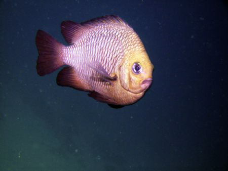 Three-spot Dascyllus by Zvi Dershowitz 
