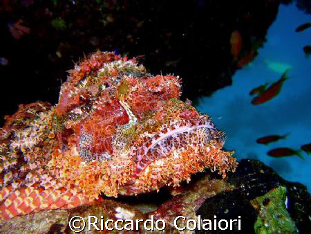 StoneFish taken with my Canon Digital Ixus 700 and his ca... by Riccardo Colaiori 
