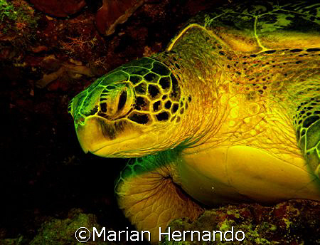 Turtle city, Bunaken, Manado by Marian Hernando 