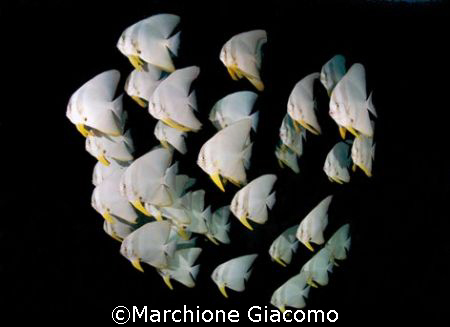 Batfishes:Nikon D200 two strobo,12/24 lens. Maldives 2007 by Marchione Giacomo 