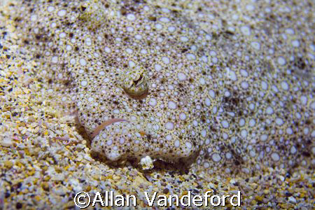 Flounder in Camo photographed at Rob's Reef near Kona in ... by Allan Vandeford 