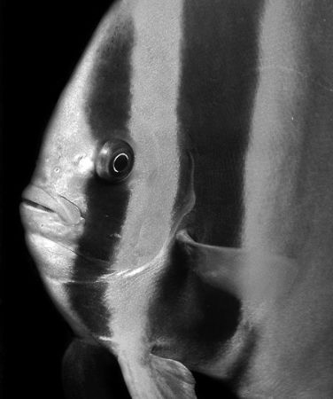 Batfish by Martin Dalsaso 