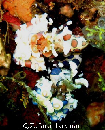 Harlequin..see cannot touch..Bali Indonesia by Zafarol Lokman 