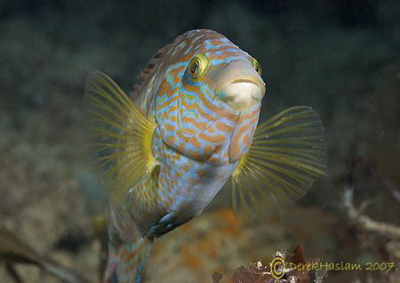 Corkwing wrasse. Trefor pier. North Wales. D200, 60mm. by Derek Haslam 