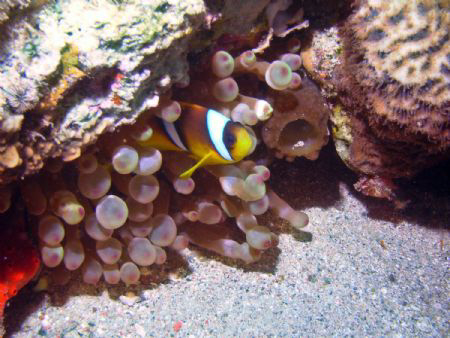 Clown Fish by Zvi Dershowitz 