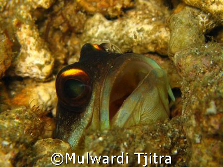taken at house reef, waiting for quite sometimes to get q... by Mulwardi Tjitra 