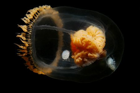 jellyfish with brain by Ig 88 