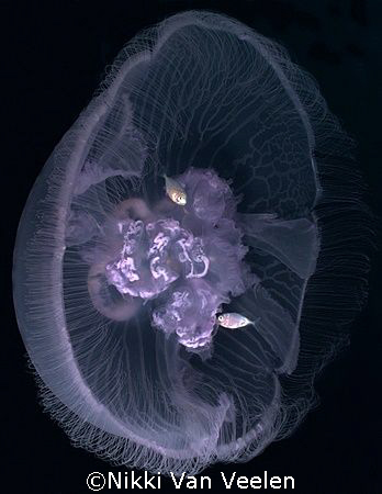 Yellyfish with tiny fish in its tentacles, taken at Shark... by Nikki Van Veelen 