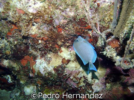 Blue tang, Culebra, Puerto Rico by Pedro Hernandez 