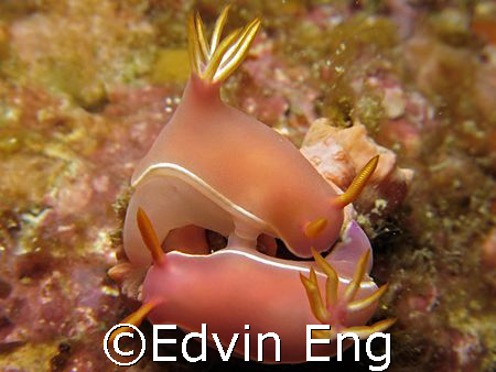 Sex Underwater! Taken With Canon S80 In Tenggol Island. by Edvin Eng 