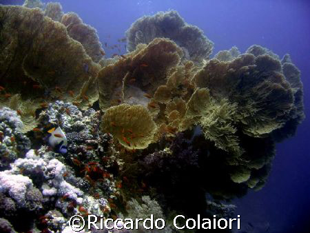 Shark Reef Canon Digital Ixus 700 and his case Canon WP-D... by Riccardo Colaiori 