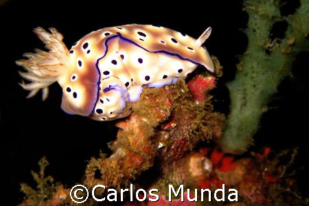 risbecia tryoni; anilao, batangas. canon ixus60. by Carlos Munda 
