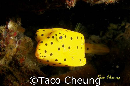 Boxfish at Moalboal with my Olympus C 7070 by Taco Cheung 