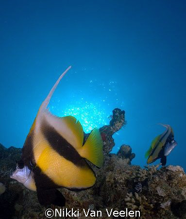 Red sea bannerfish taken at Sharksbay with E300. by Nikki Van Veelen 