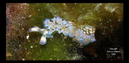 Lettice Leaf Slug
Ironshore Gardens
Grand Cayman by Neil Van Niekerk 