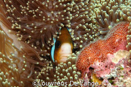 Cosy anemonefish guarding their  eggs by Louwrens De Lange 