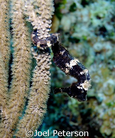 Roatan Sea Horse!  by Joel Peterson 