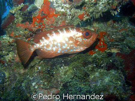 Grasseye Snapper,Humacao, Puerto Rico by Pedro Hernandez 